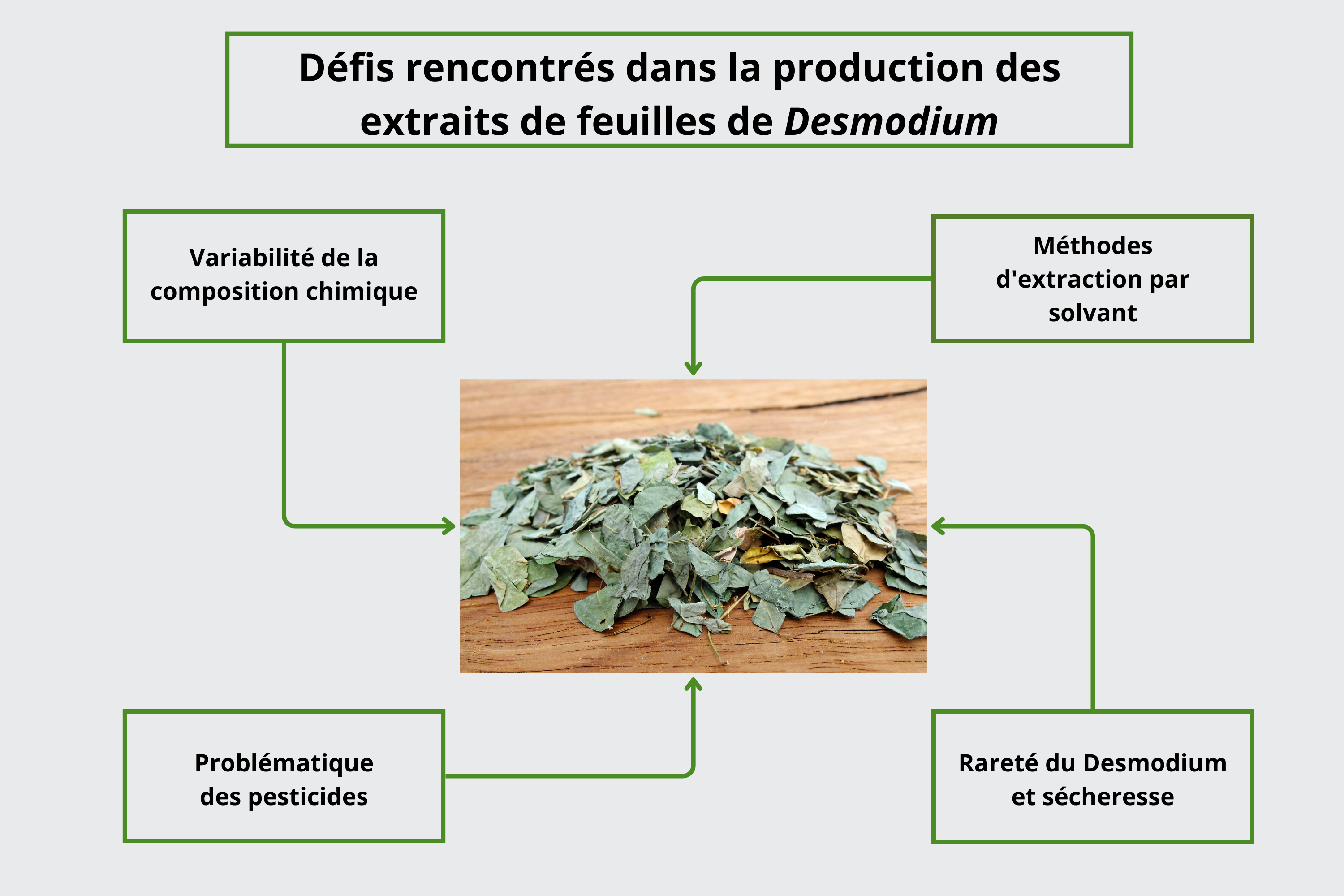 Défis et problématiques rencontrés dans la production des extraits de feuilles de desmodium adscendens
